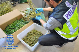 Denuncia ante la Policía que unos desconocidos le han robado plantas de marihuana y acaba detenido