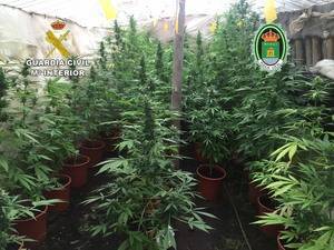 Un menor de 14 años entre los ocho detenidos con 300 plantas de marihuana