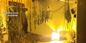 Detenida una persona con 136 plantas de hachís que cultivaba en una vivienda deshabitada