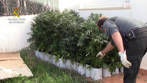Localizada una plantación de marihuana en Fiñana por el olor que invadía toda una barriada
