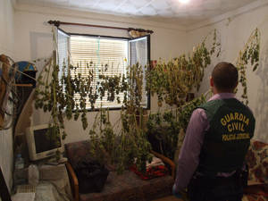 La Guardia Civil localiza una nueva plantación “indoor” de marihuana y practica una detención en Tahal
