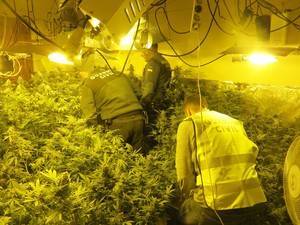 Detectan una plantación de marihuana en Níjar por el enganche ilegal de luz