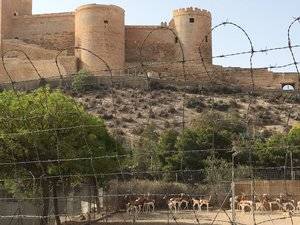 EZZA de Almería cede a la reserva del Castillo de las Guardas 12 ejemplares de antílope Mohor y seis de gacela de Cuvier