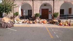 IV concurso de calabazas gigantes en Laujar