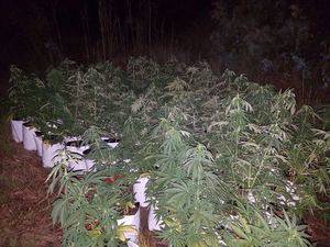Policía Local de El Ejido desmantela una plantación de marihuana entre matorrales