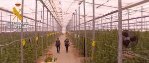 Desmantelada la mayor plantación de marihuana en invernadero de Almería