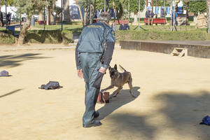 Exhibición de la Guardia Civil con motivo del Día de la Constitución