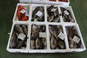 Almería es la provincia andaluza que menos pescado exporta