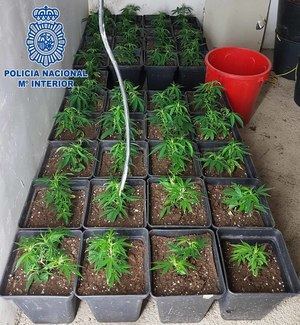 Detenidos por ocupar tres casas para producir marihuana
