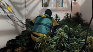 Cae un cultivo reincidente de marihuana en la provincia de Almeríaseis