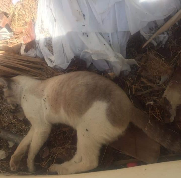 El Ayuntamiento de Mojácar estaría pagando 40 euros por gato muerto