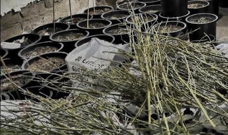 La Infancia De Vícar Se Cita Para Una Plantación De Árboles