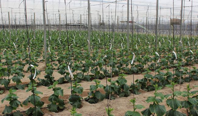 La Junta suspende las quemas agrícolas para 'minimizar riesgos'