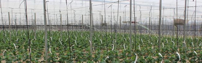 El confinamiento sube el 15,5% el paro en Almería