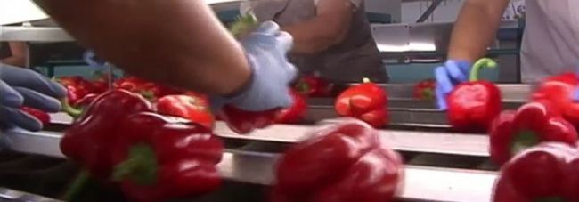 El 20% del sector hortofrutícola está en máximo o elevado riesgo de impago