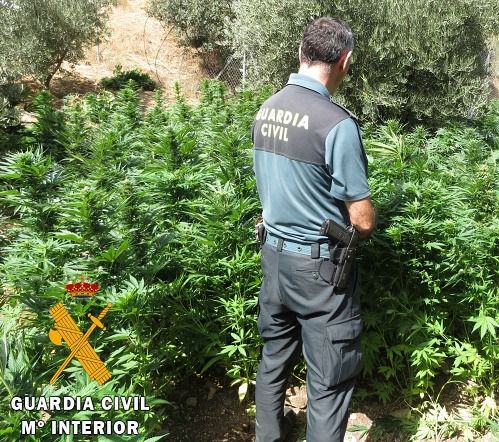 Tres detenidos en Oria por cultivar marihuana