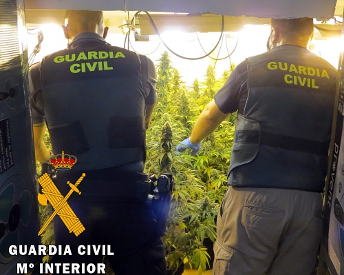Localizada una plantación de marihuana por saltarse el confinamiento