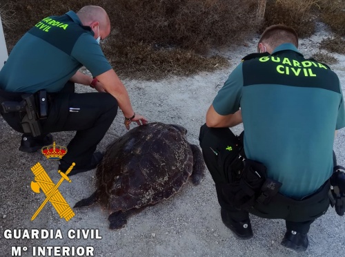 Recuperadas una tortuga Boba y otra Mora en Carboneras