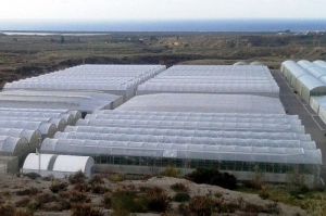 La sequía pone en peligro 23.000 hectáreas de cultivos del levante almeriense