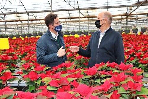Almería produce 3,5 millones de Flores de Pascua