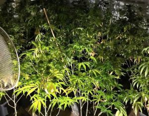 Condenados a tres años y medio de prisión por 500 plantas de marihuana