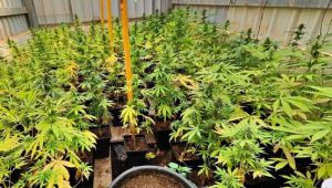 Piden 13 años de cárcel para un hombre por robar 700 plantas de marihuana en El Ejido