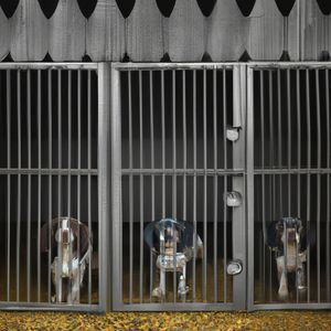 Desmantelada red ilegal de mutilación de perros