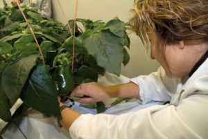 Almería impulsa un nuevo liderazgo en exportación hortícola