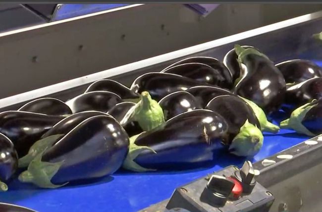 Las berenjenas de segunda vuelven al mercado