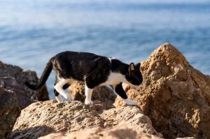 PSOE propone que Diputación asuma los gastos de la Ley de Bienestar Animal