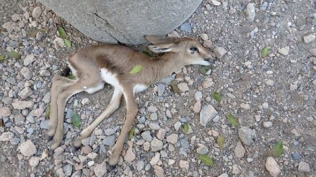 El juzgado pide informes sobre la muerte de cinco gacelas tras el festival 'Alamar'