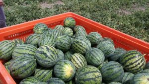 Exportaciones de sandía crecen un 6.5% respecto al año anterior