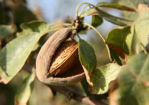 20 millones en ayudas para productores de frutos secos