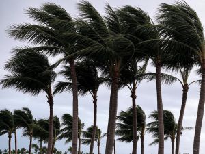 Almería eliminará las palmeras que quedan en la Avenida de Cabo de Gata por seguridad