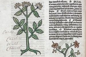 Lecciones de la Europa medieval para equilibrar biodiversidad y agricultura hoy