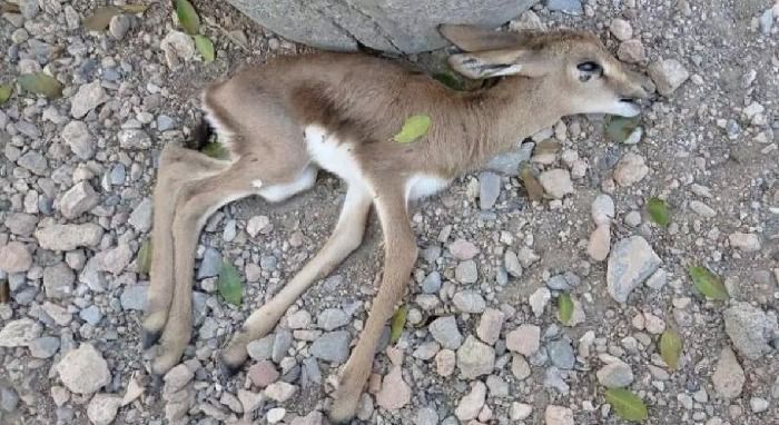 La Justicia archiva el caso de la muerte de animales en La Hoya por los conciertos de Alamar