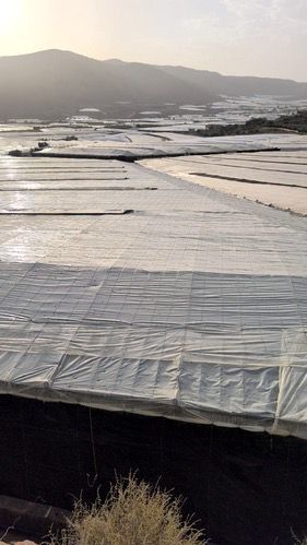 Gobierno otorga ayudas a 21 agricultores afectados por la dana en Almería