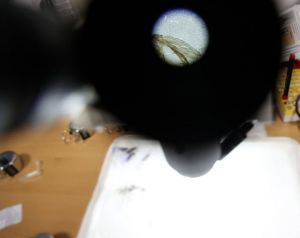 Sin casos de virus del Nilo en Almería hasta julio