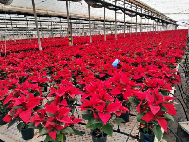 Cultivo de poinsettias en Almería para la Navidad