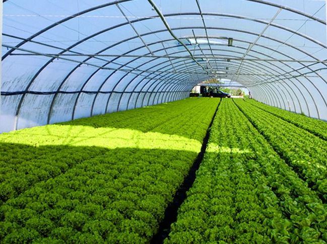 57 empresas almerienses presentan 62 proyectos agrícolas
