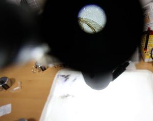 Pulpí se une a los municipios en alerta por el mosquito del Nilo