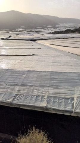 Ayudas de 309.000 euros para invernaderos en El Ejido