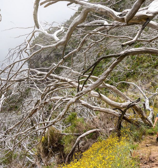 Explora el majestuoso Pino de la Señora este domingo