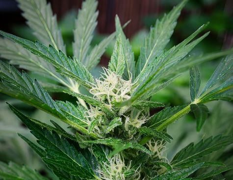 Las flores de CBD de IberoHemp y sus nuevas variedades