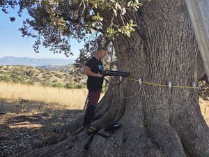Refuerzan la estructura de la encina de la Peana para evitar su colapso en Serón