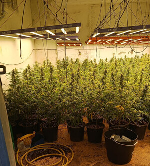 Hallan una plantación clandestina en Almería durante un control del padrón
