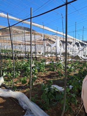 Plazo hasta el 15 de abril para notificar daños al Ministerio de Agricultura