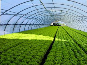 Almería y Huelva lideran el crecimiento del sector primario en Andalucía