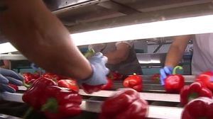 Bloqueo en el convenio del manipulado: la patronal propone ampliar la jornada a 48 horas