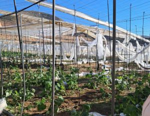 El PP alerta de una "vuelta de tuerca" letal para el campo de Almería por el bloqueo a los fitosanitarios